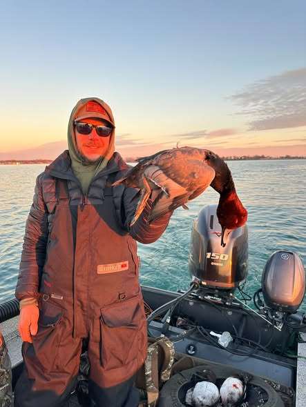 Redhead drake at sunset