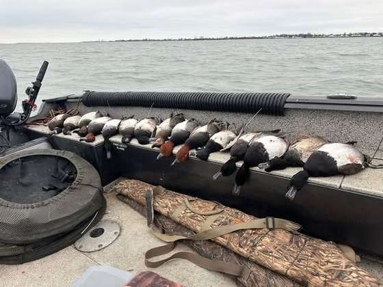 Open-water divers over the decoys
