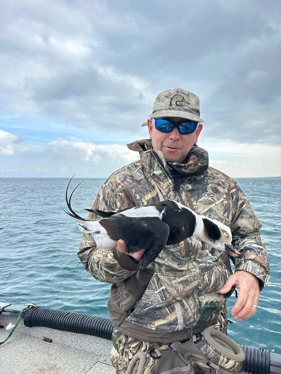 Long-tailed duck on big water